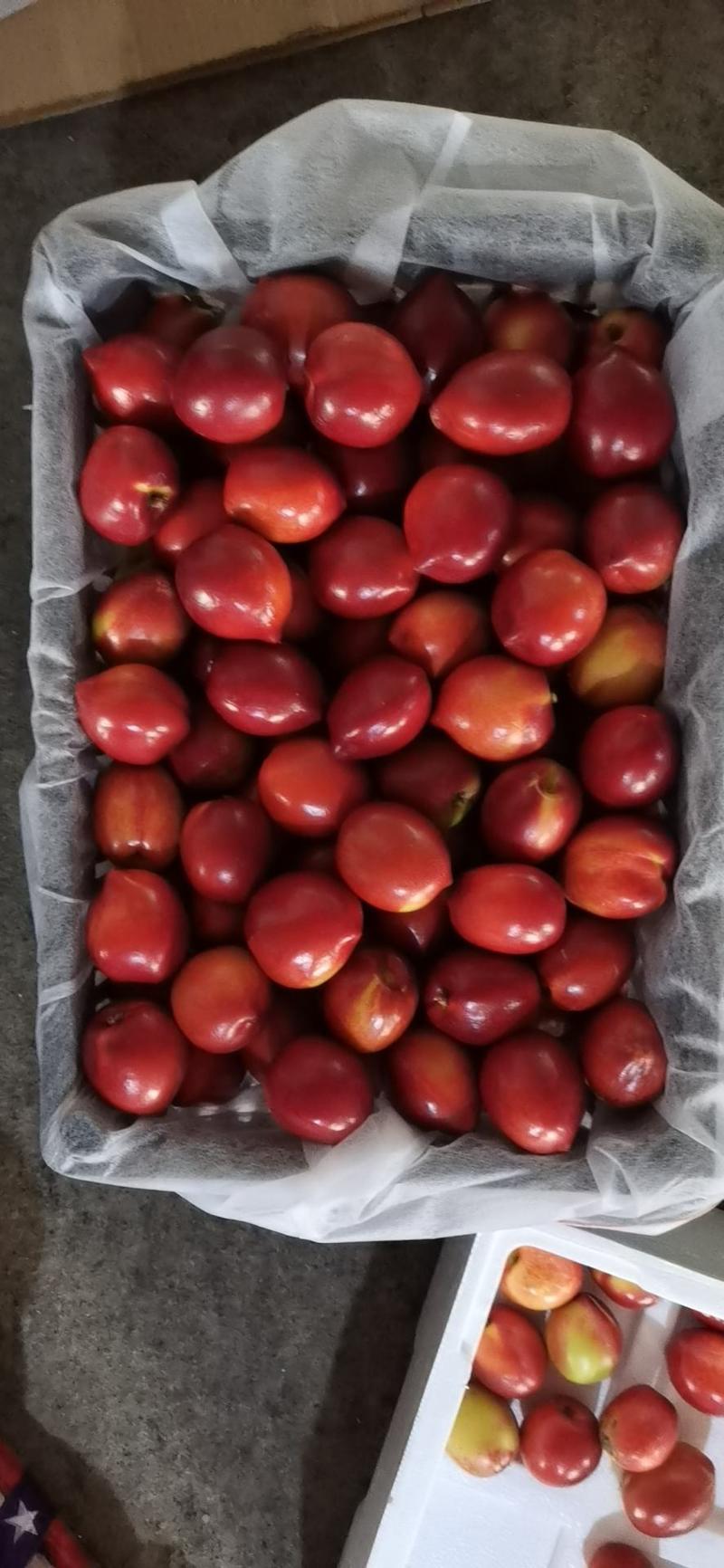 【推荐】大连，油桃，黄心126品种油桃，大量上市中