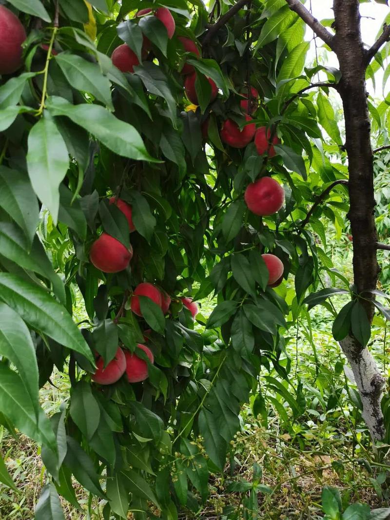四川苹果桃子红不软。大型基地。量大质量好