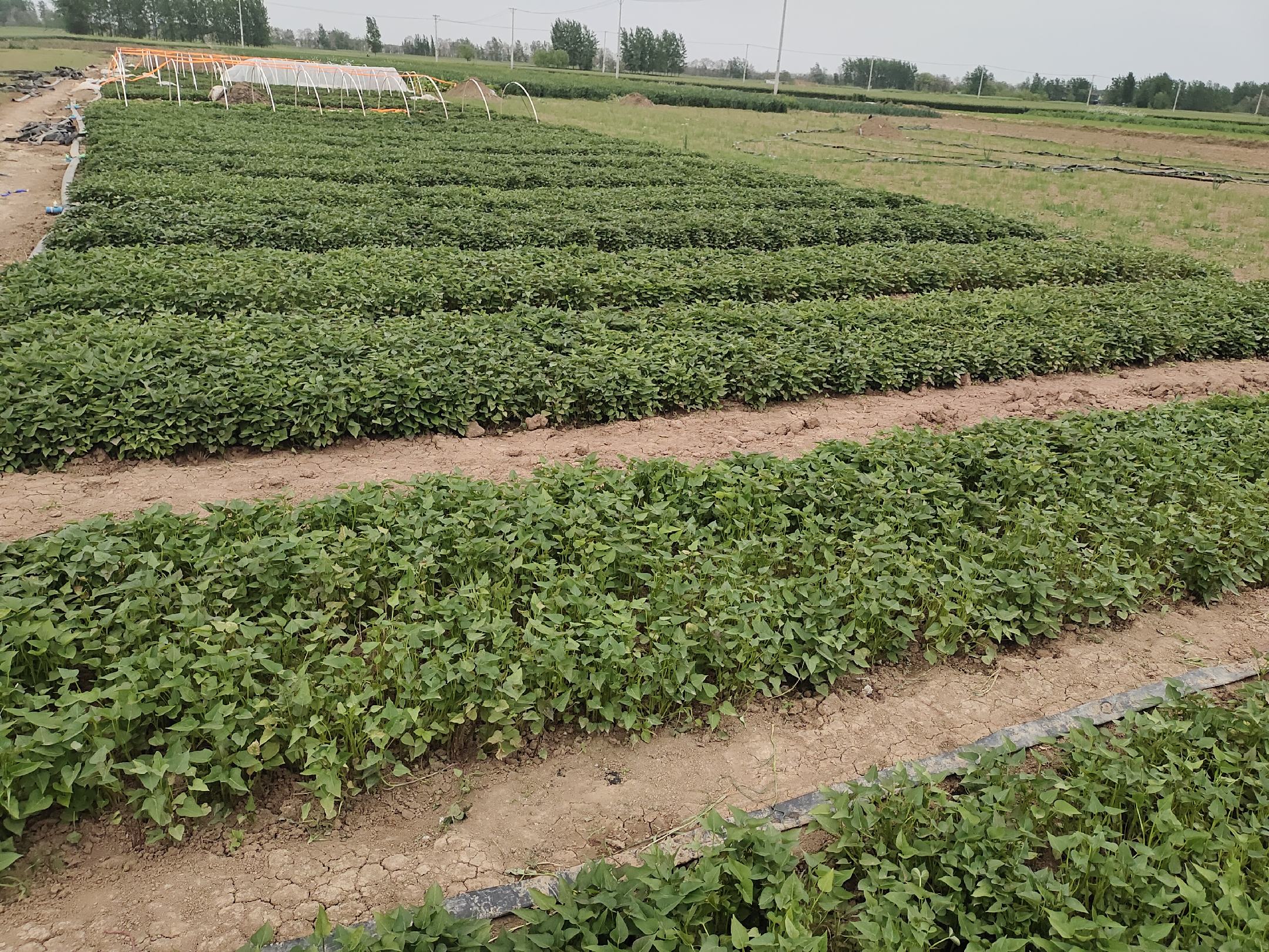 紫薯田间管理示意图