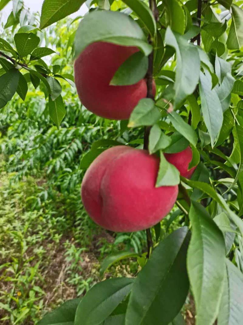 四川苹果桃子红不软。大型基地。量大质量好