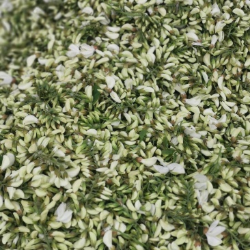 速冻鲜槐花新乡槐花鲜槐花天然食品野生采摘