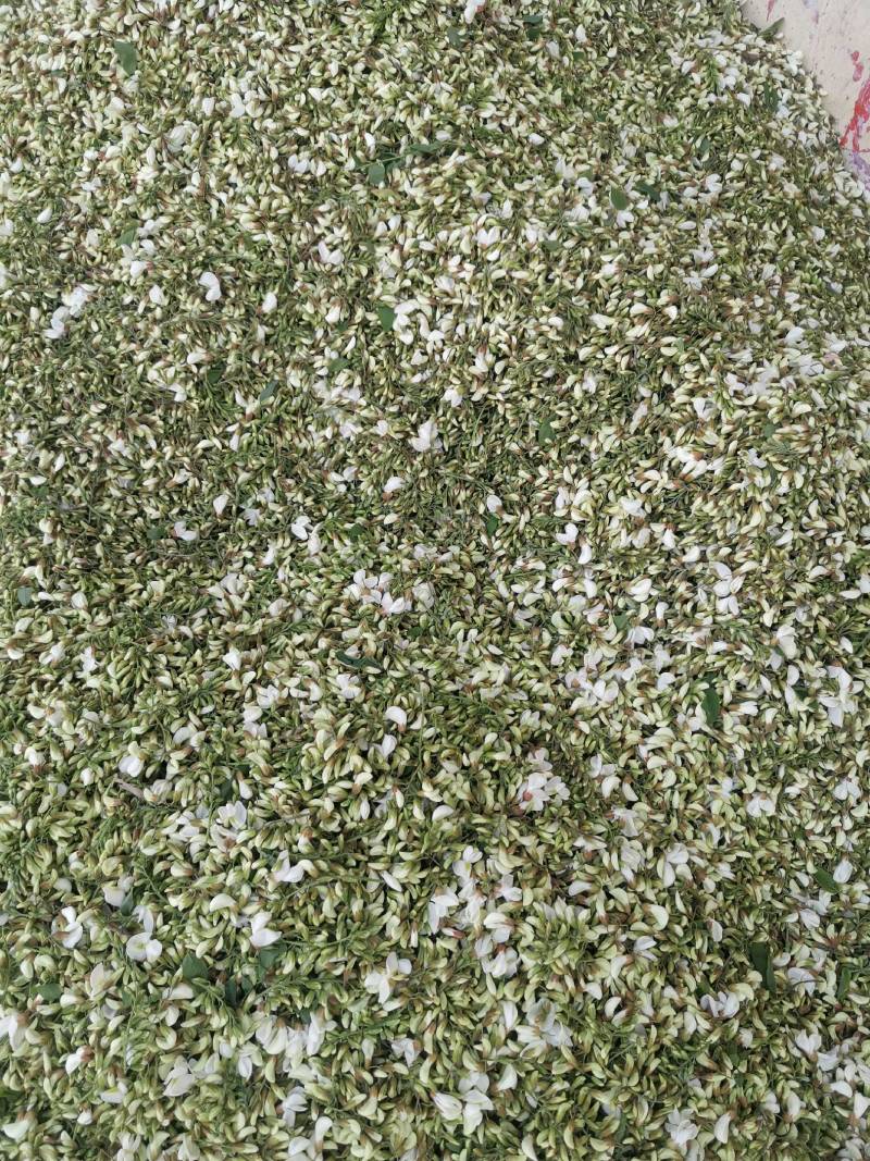 速冻鲜槐花新乡槐花鲜槐花天然食品野生采摘