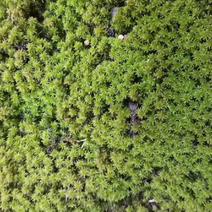 方盘苔藓，星星藓，大灰藓