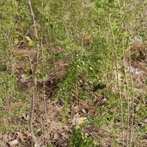 暴马丁香苗，适应于各种土质，南北方都可种植，耐干旱耐瘠薄