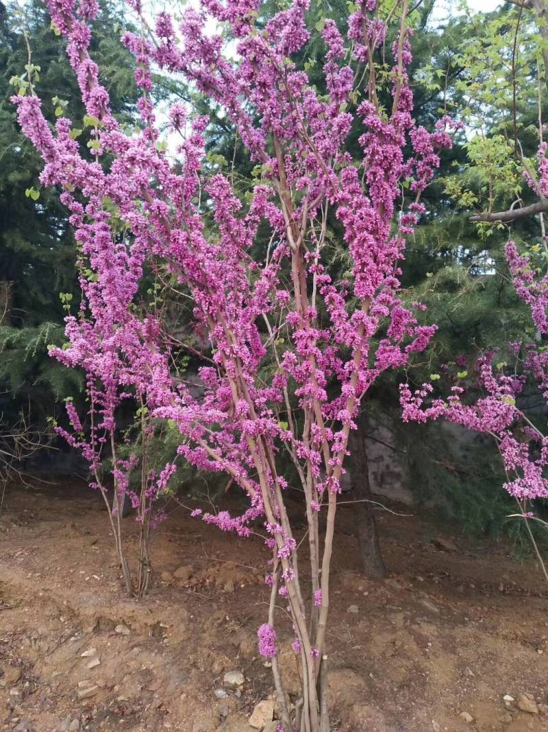 丛生紫荆价格，丛生紫荆基地，丛生紫荆批发视频看货