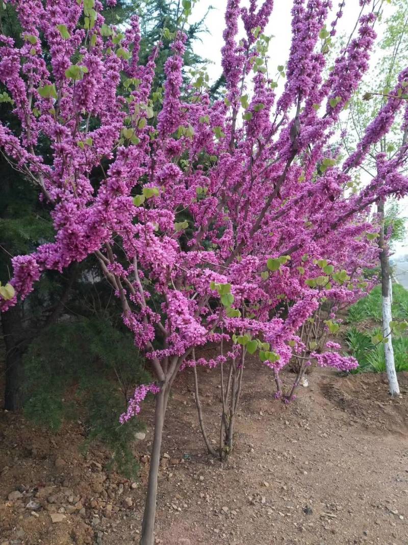 丛生紫荆价格，丛生紫荆基地，丛生紫荆批发视频看货