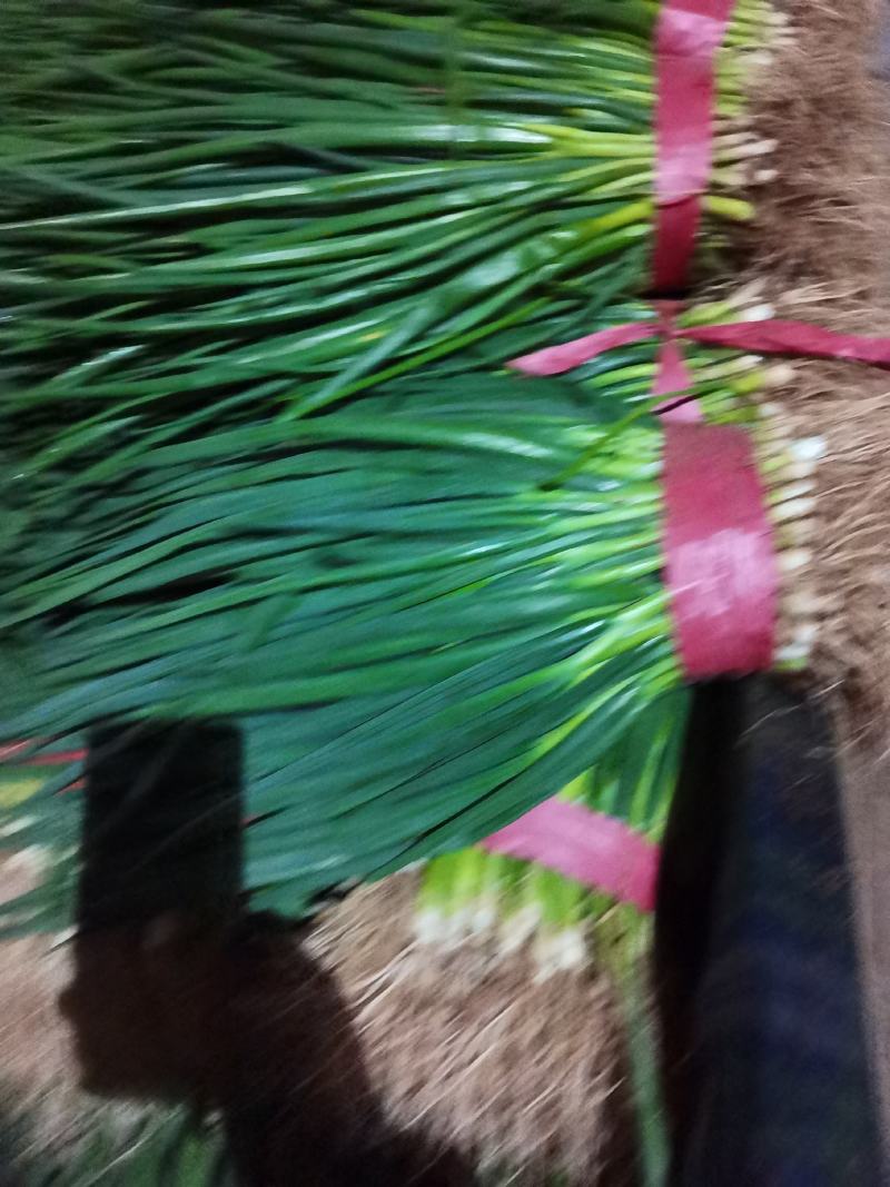 产地大量供应本地精品小葱，品质保证，生鲜商超，农贸市场