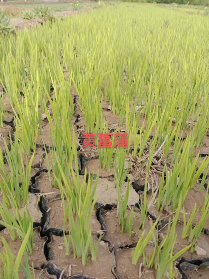 黄菖蒲庭院绿化工程建设绿化工程绿化