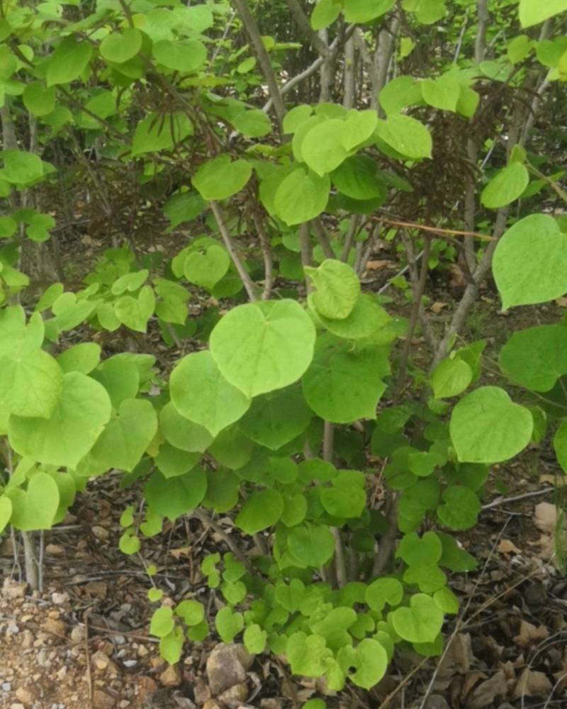丛生紫荆价格，丛生紫荆基地，丛生紫荆批发视频看货