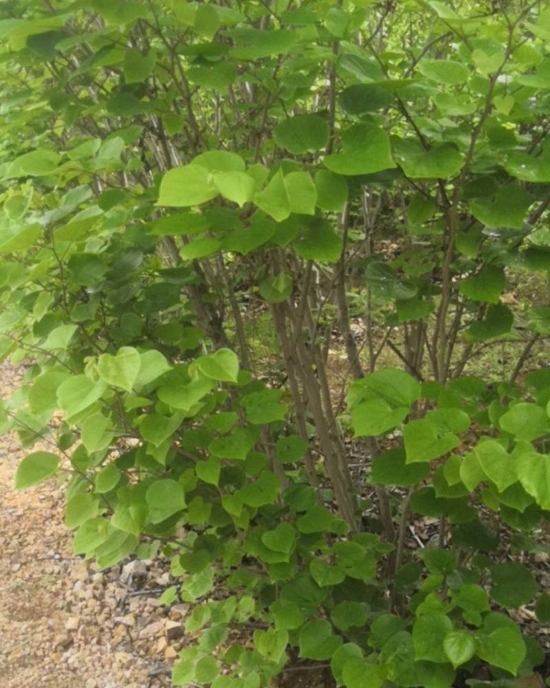 丛生紫荆价格，丛生紫荆基地，丛生紫荆批发视频看货