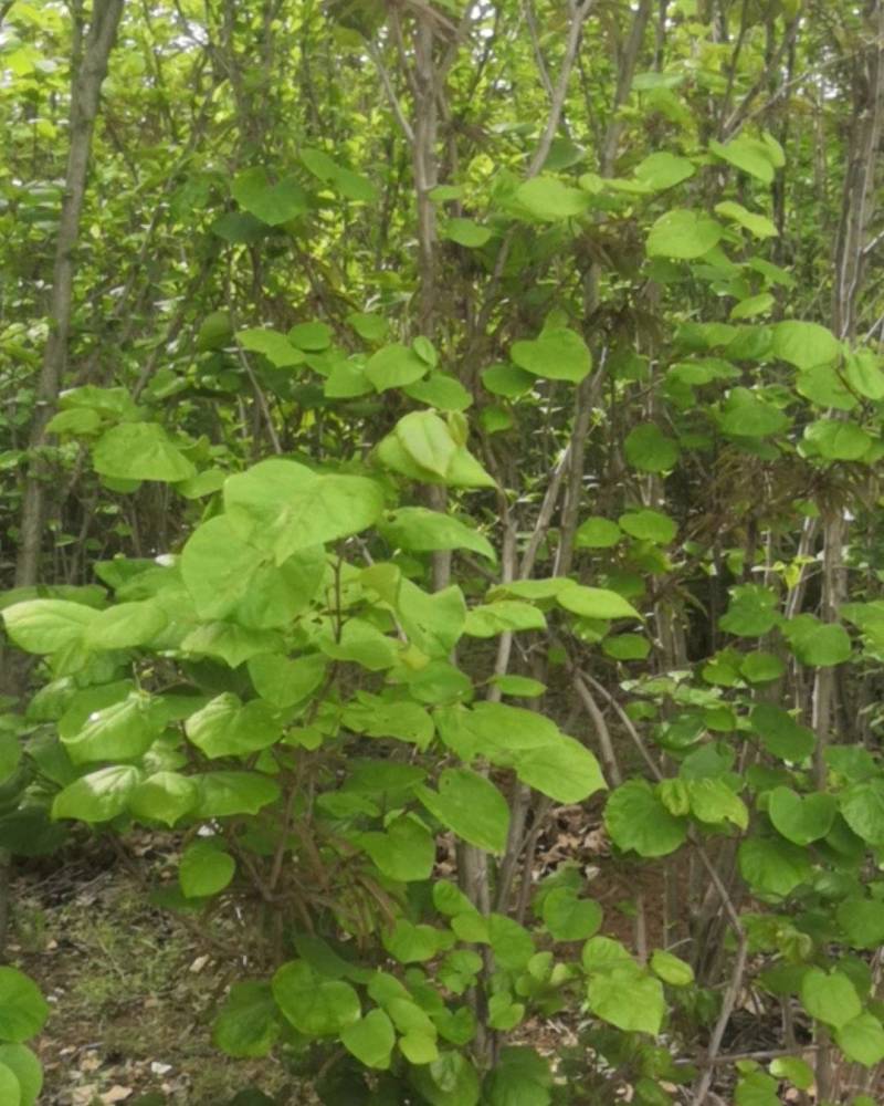 丛生紫荆价格，丛生紫荆基地，丛生紫荆批发视频看货