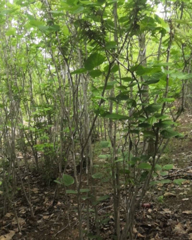 丛生紫荆价格，丛生紫荆基地，丛生紫荆批发视频看货