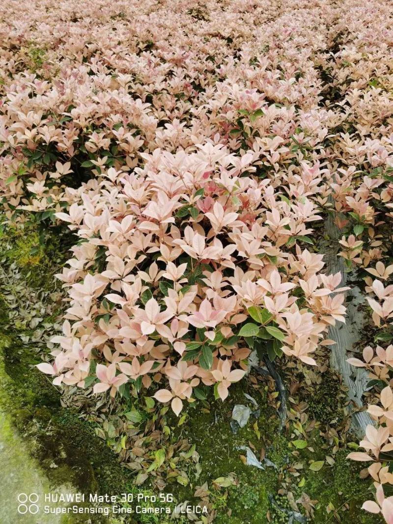 四川成都温江出售大量精品五彩桂五彩桂花桂花苗