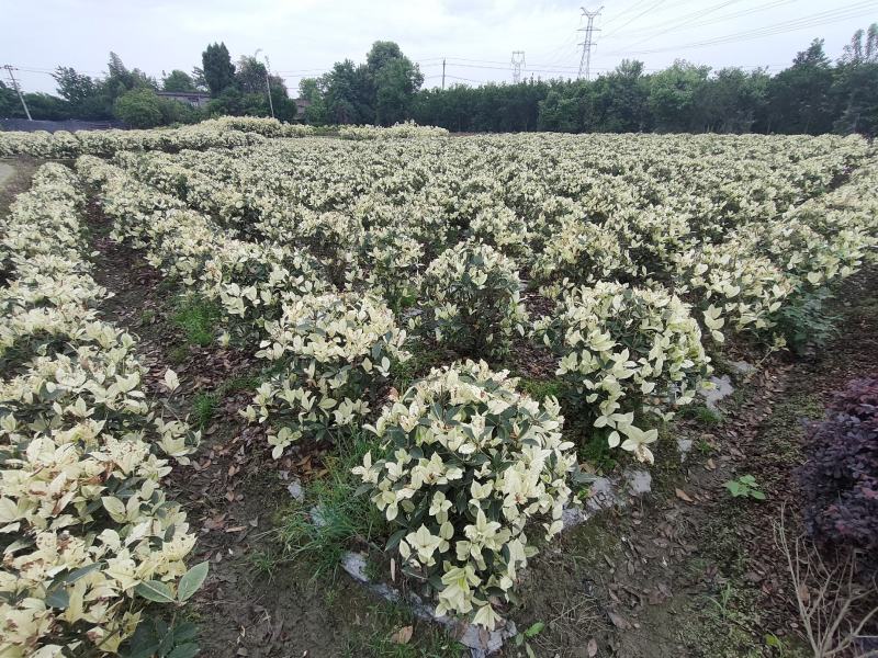 四川成都温江出售大量精品五彩桂五彩桂花桂花苗