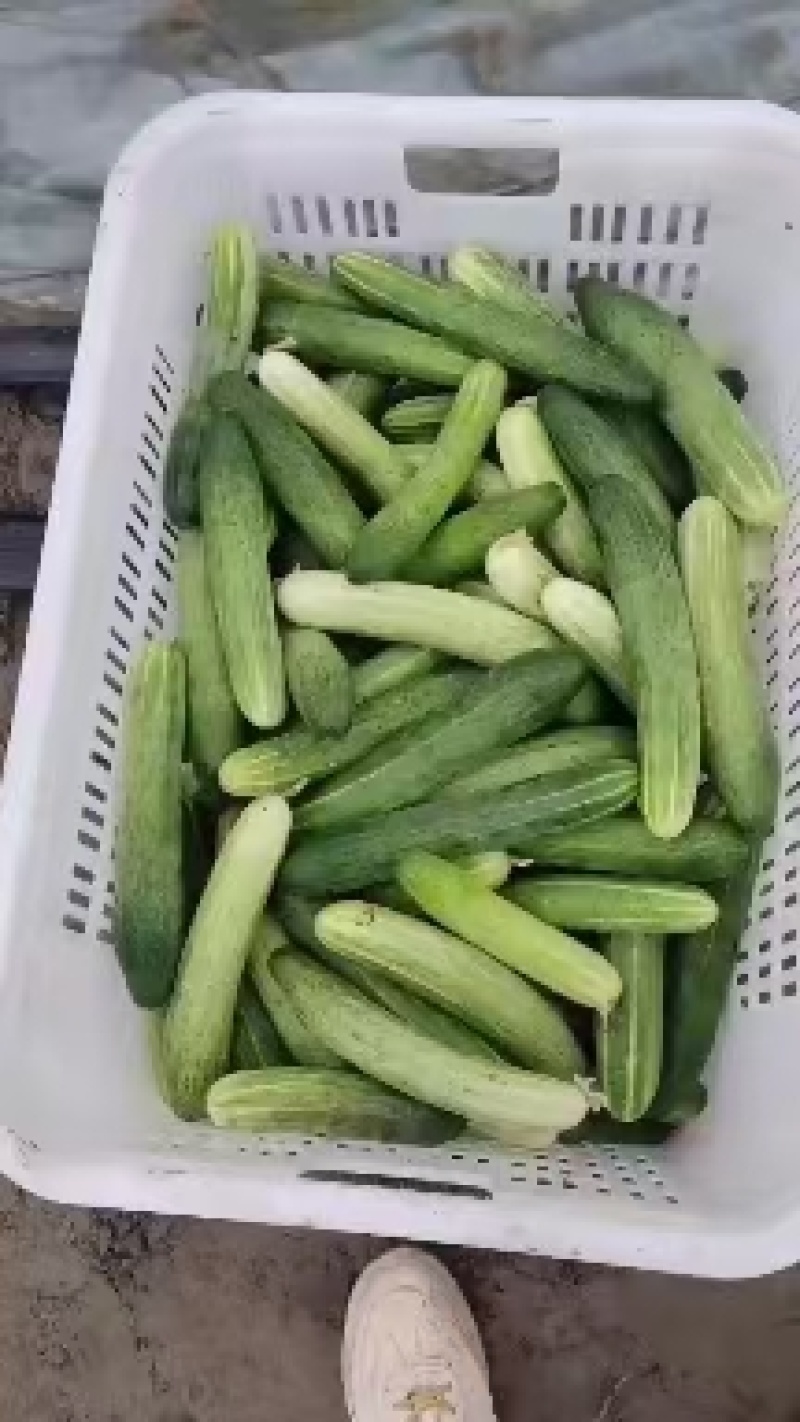 黄瓜，燕白黄瓜无苦味