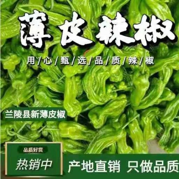 精品薄皮椒，芜湖椒，苏椒五号，质量杠杠滴