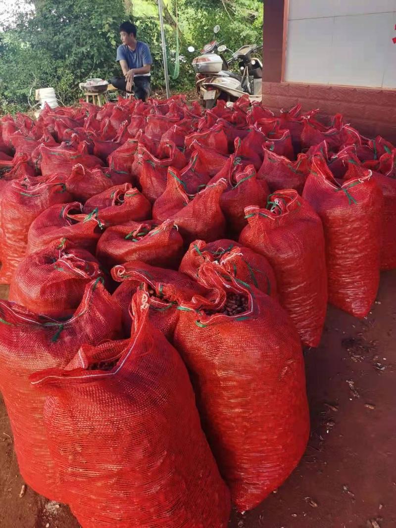 徐闻的红米、白米花生上市了，大量有货，全国代发