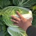白菜黄心白菜无烧心质量好单颗3到4斤诚信商家