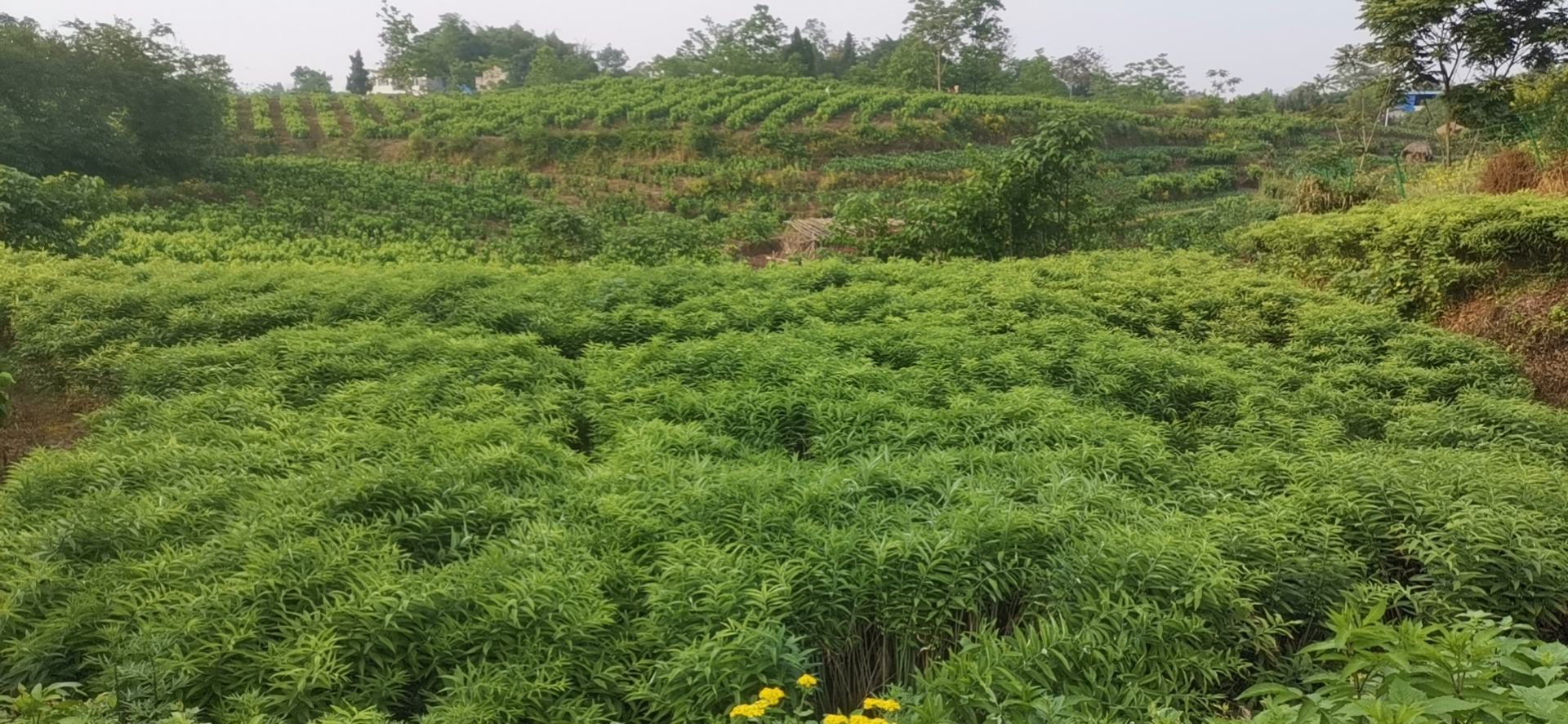 黄精与熟地黄产地风光图