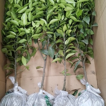 各种无纺布袋苗