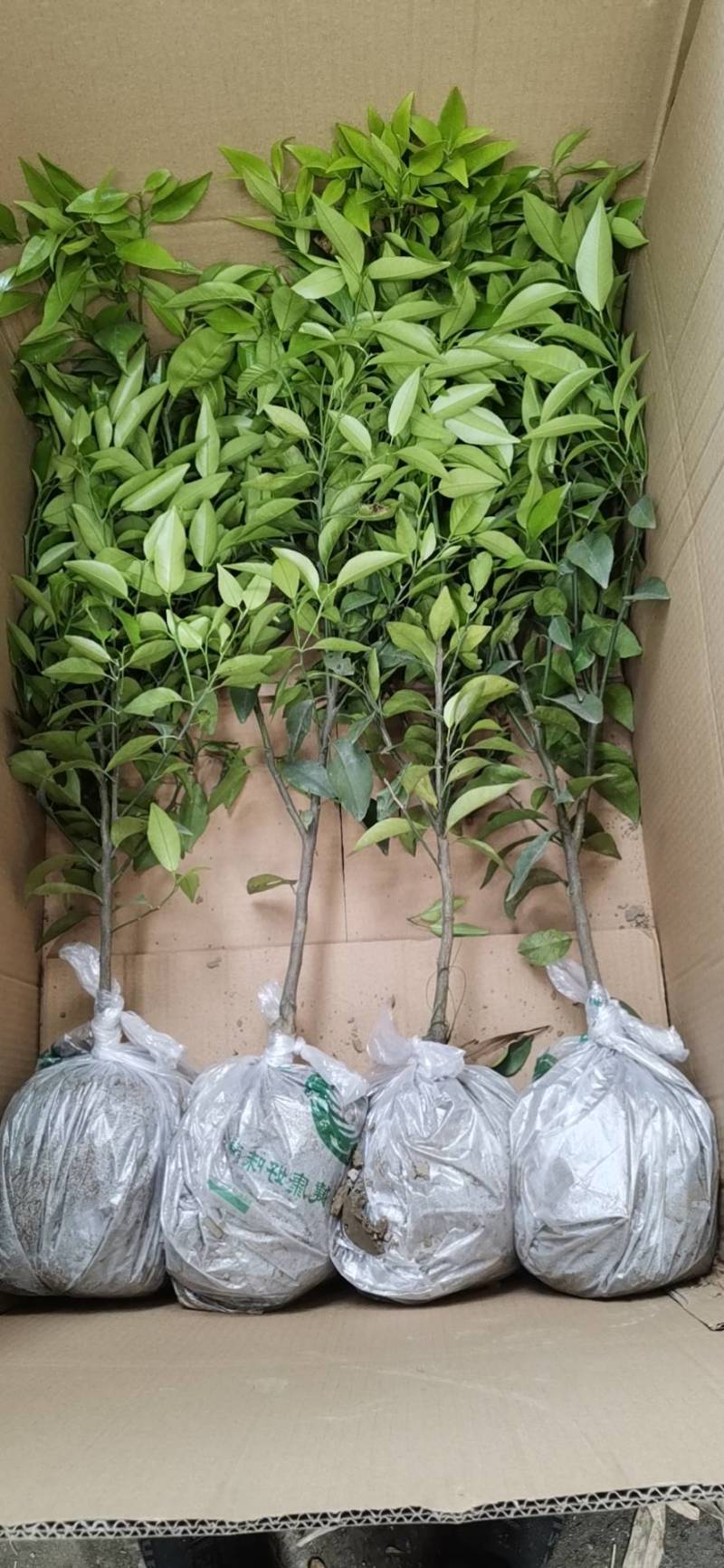 各种无纺布袋苗