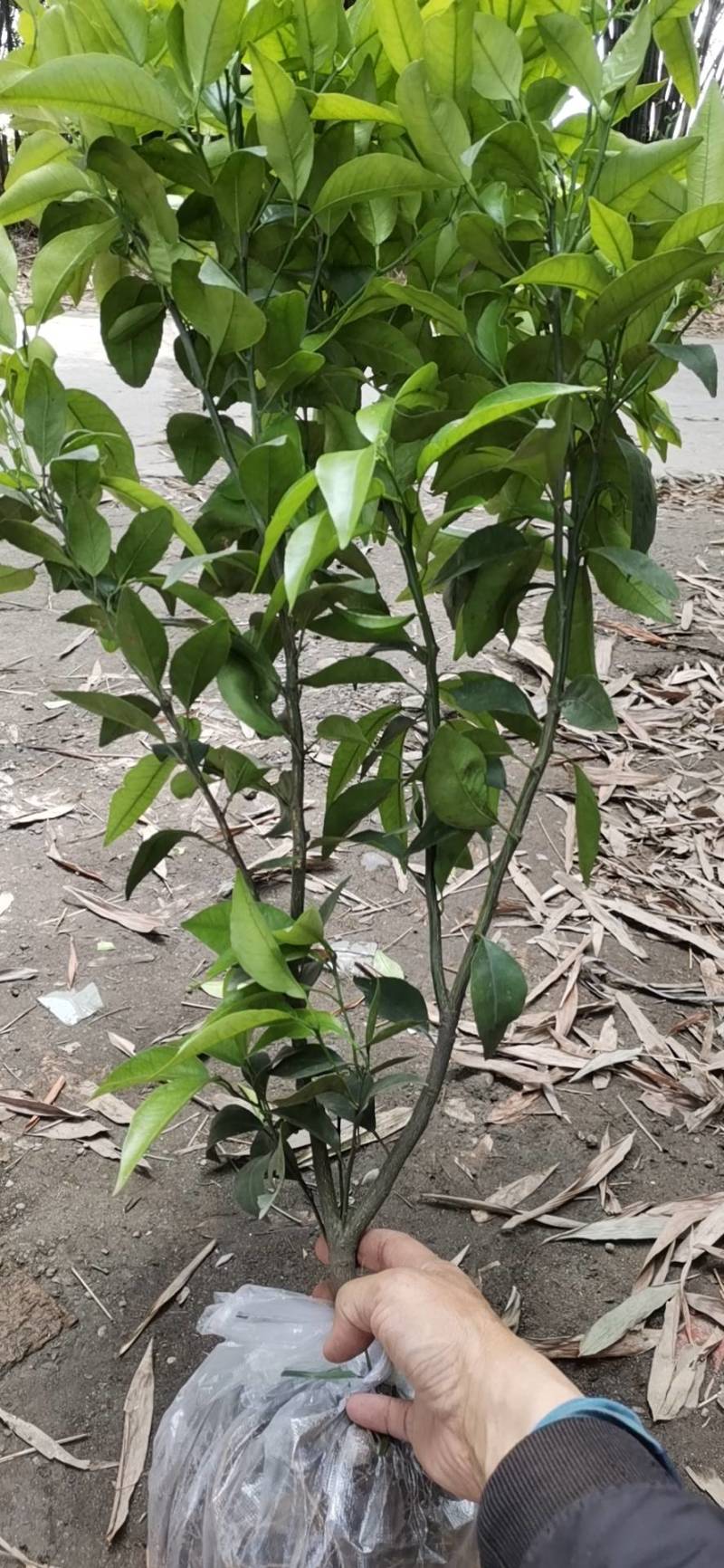 各种无纺布袋苗
