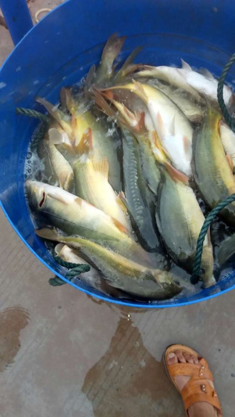 裸鲤鱼苗，长势快，肉质细嫩，抗病能力强，欢迎合作，欢迎单