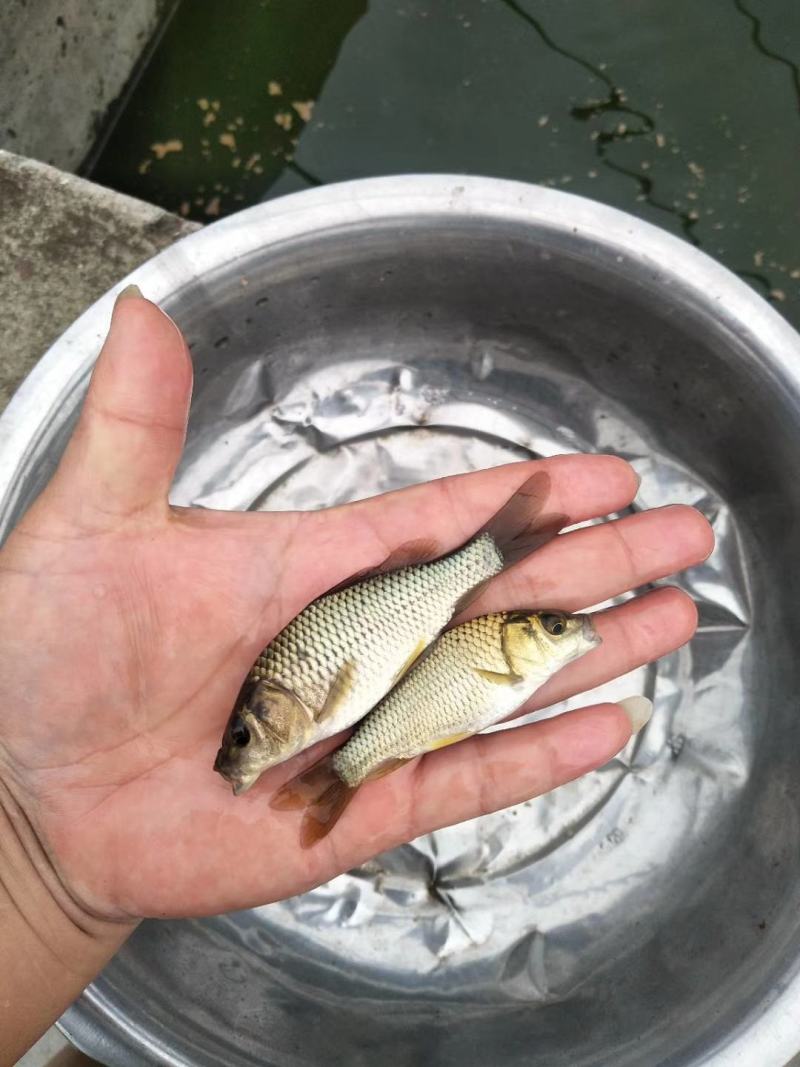 裸鲤鱼苗，长势快，肉质细嫩，抗病能力强，欢迎合作，欢迎单