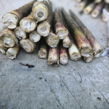 水竹笋