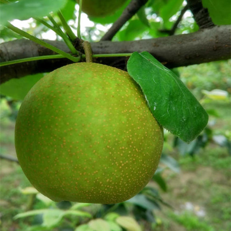 梨树苗脆冠梨苗树苗脆冠梨树嫁接苗嫁接脆冠梨树苗