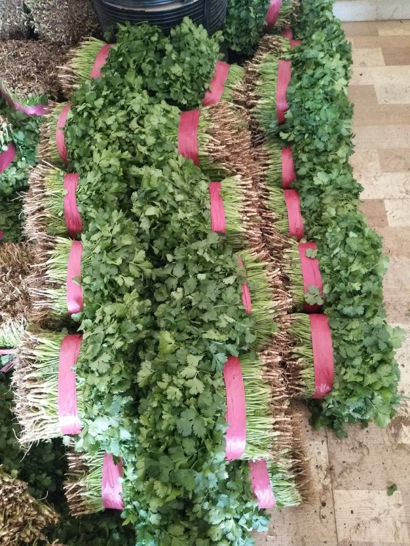 深绿色大叶香菜，大量上市，一手货源，新疆，湖北，辽宁沈阳