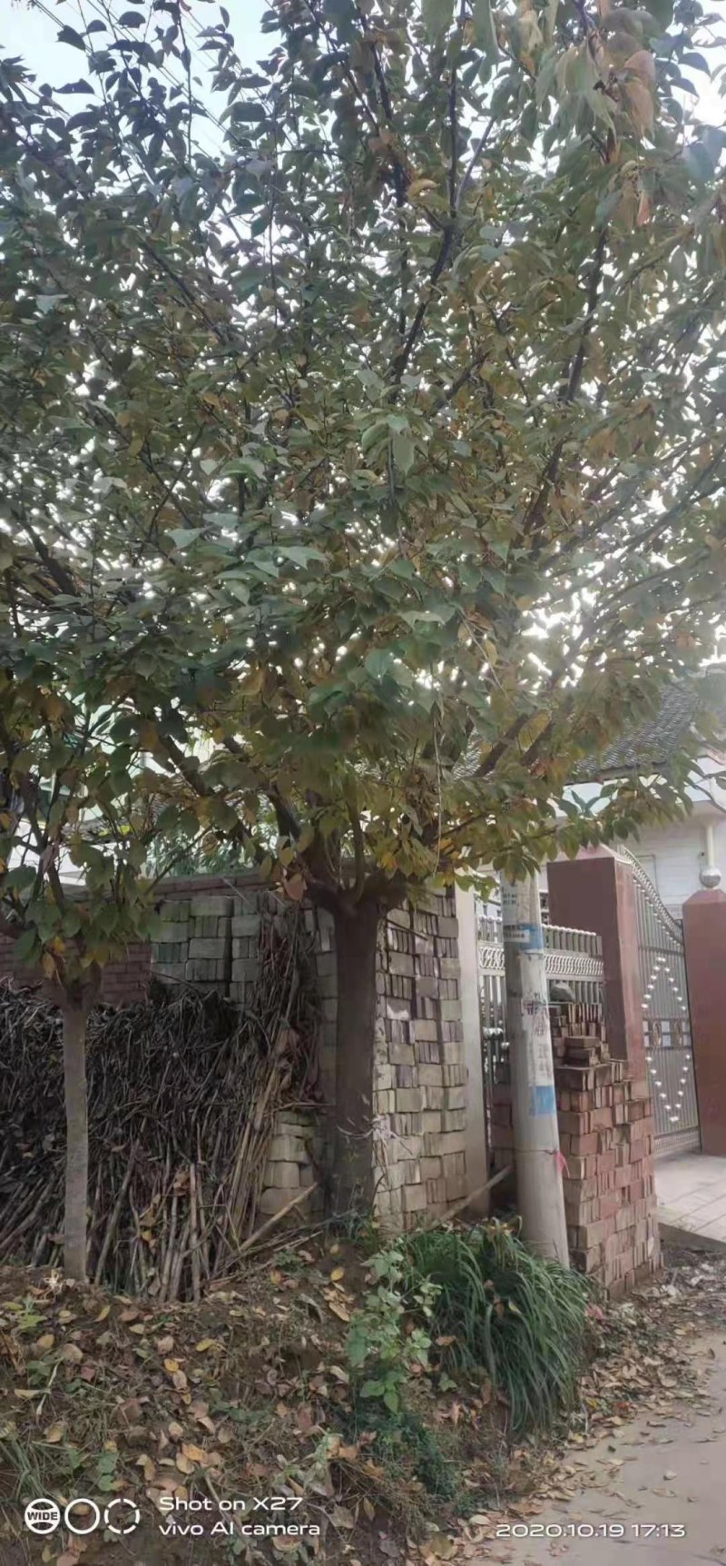 晚樱18公分晚樱江西晚樱供应