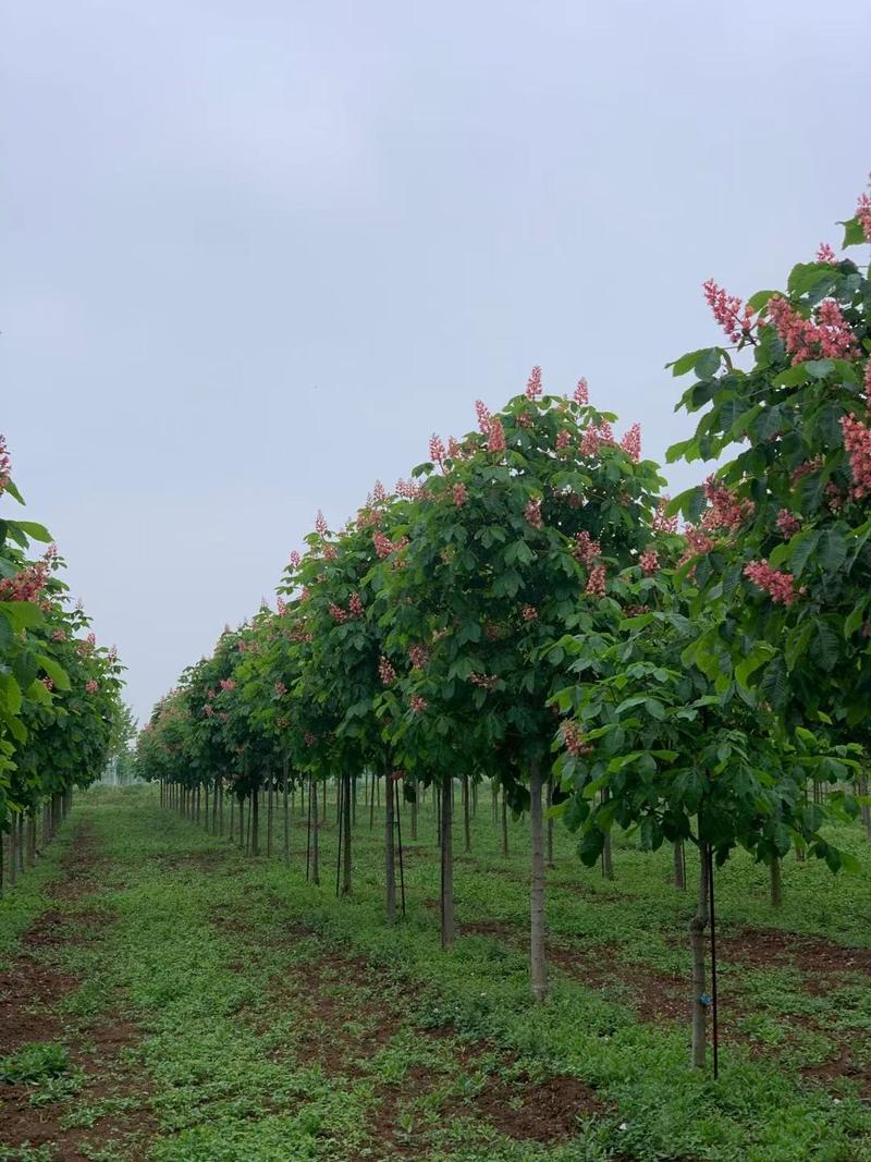 七叶树进口红花七叶树苗圃大量供应大小规格均有量大