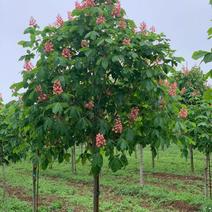 七叶树进口红花七叶树苗圃大量供应大小规格均有量大