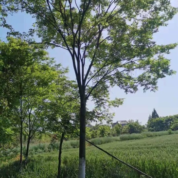 无患子14-15公分无患子江西大量供应