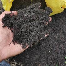 营养土泥炭土基质培养种植泥
