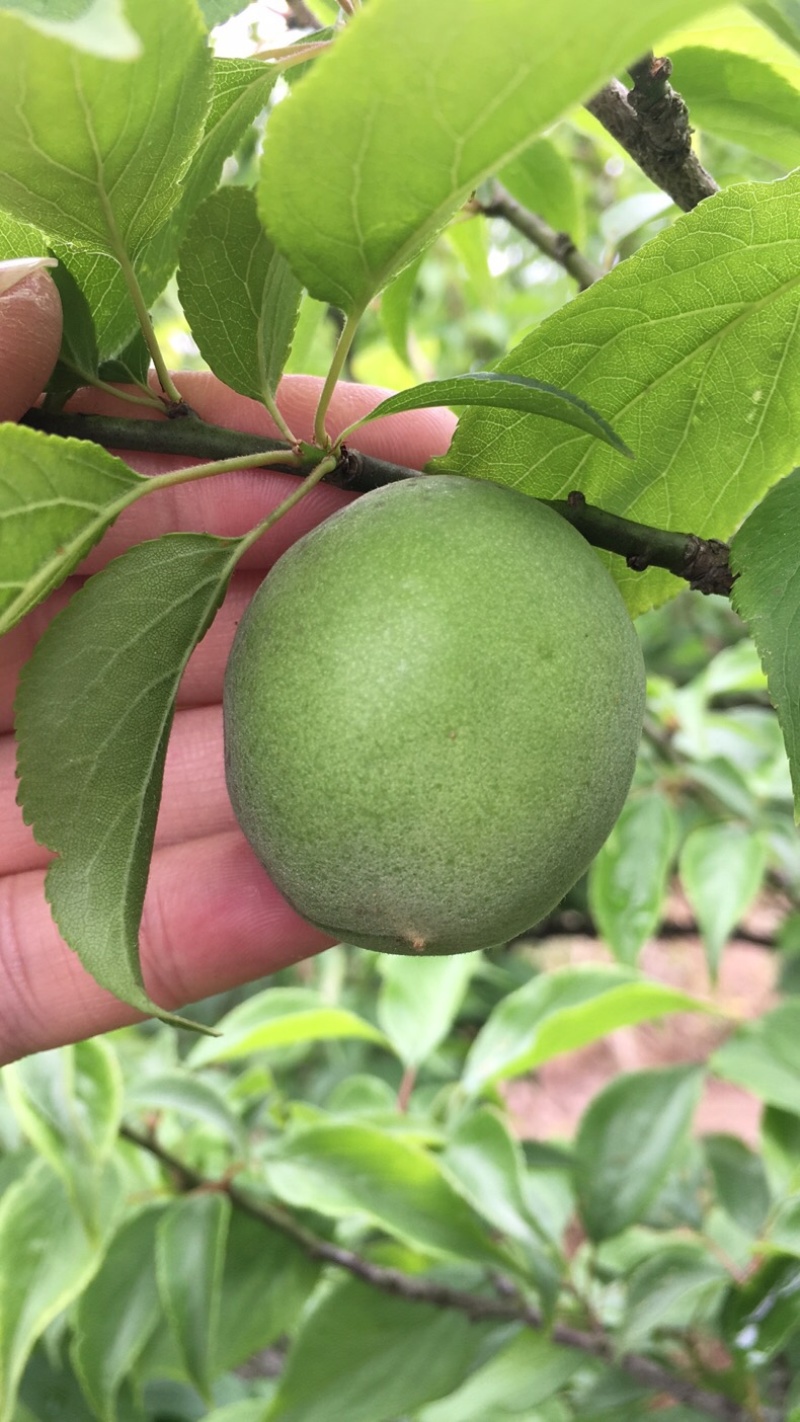 大青梅统货价格便宜梅干梅酱蜜饯酸梅汁茶饮