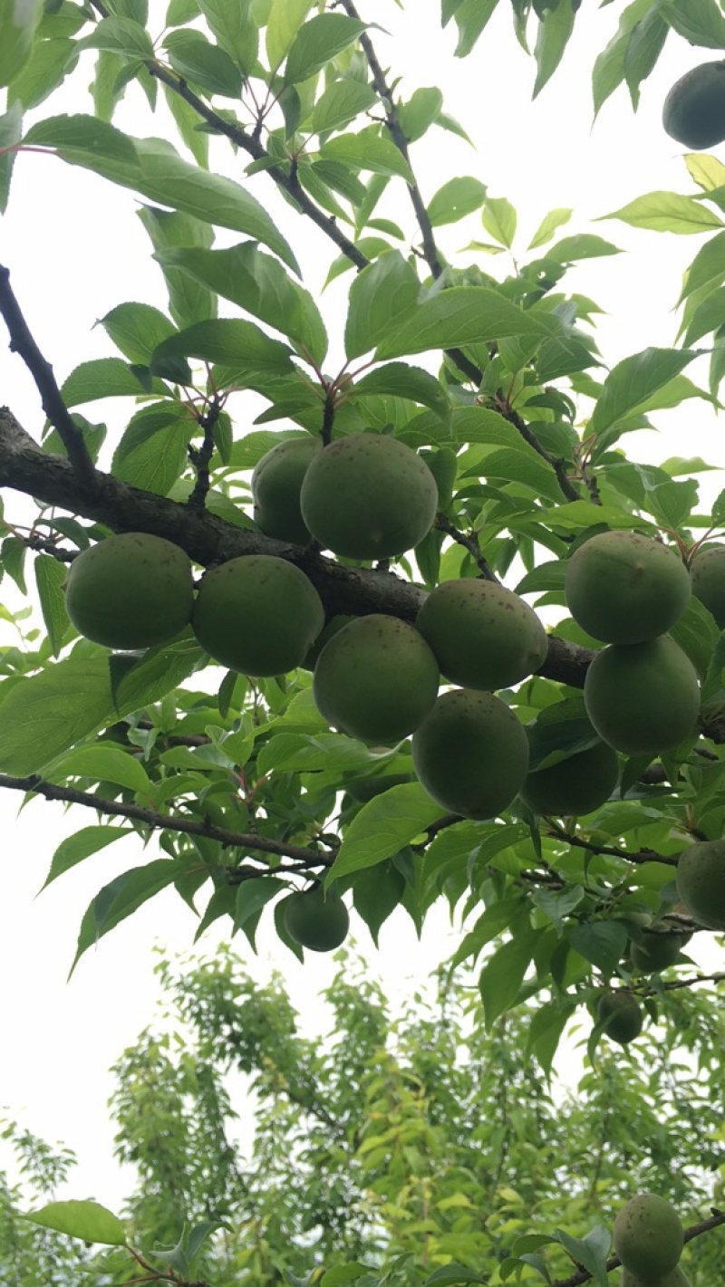 大青梅统货价格便宜梅干梅酱蜜饯酸梅汁茶饮