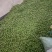 大青梅统货价格便宜梅干梅酱蜜饯酸梅汁茶饮