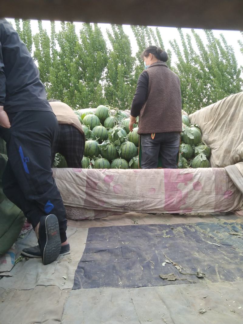 甜王西瓜