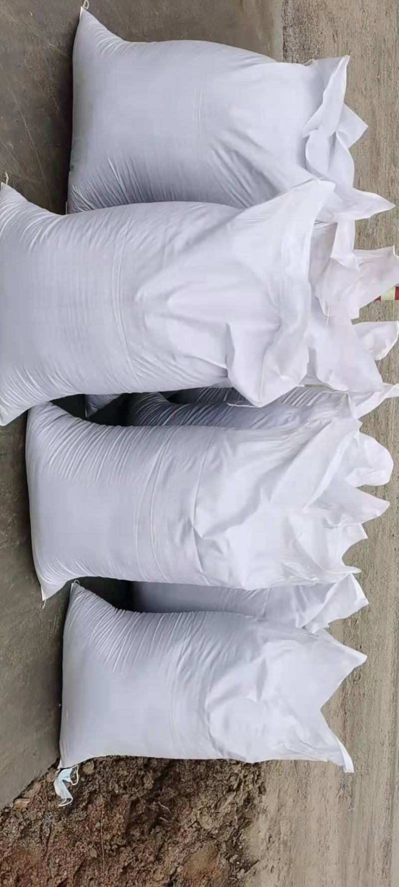 2021柴胡种植北红黑柴胡包出苗