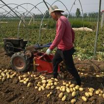 土豆收获机刨土豆地瓜机挖红薯机