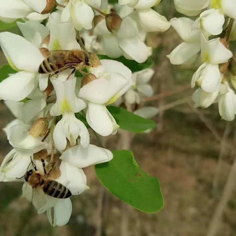 高浓度42度洋槐蜜蜂农自产自销假一赔万