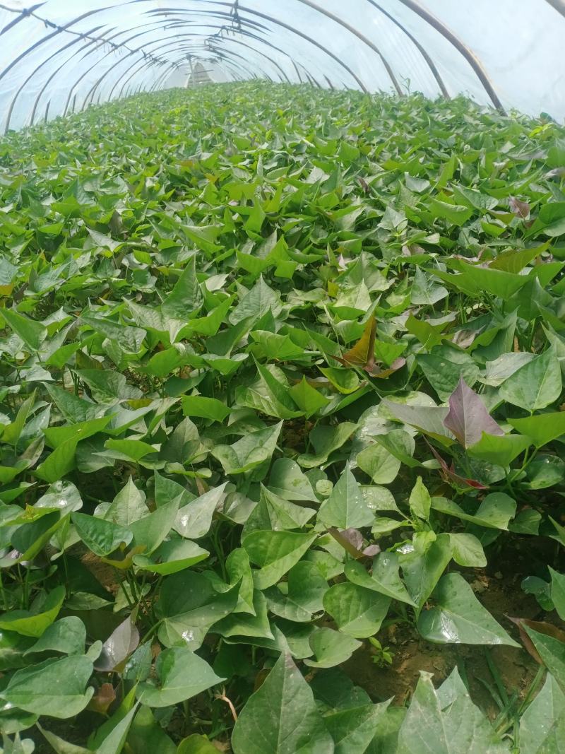 脱毒西瓜红红薯苗大量出售日供苗200万株以上