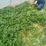 脱毒西瓜红红薯苗大量出售日供苗200万株以上