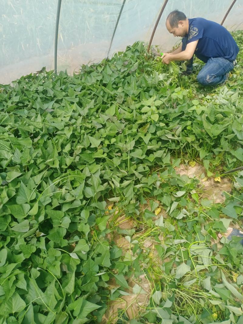 脱毒西瓜红红薯苗大量出售日供苗200万株以上