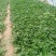 脱毒西瓜红红薯苗大量出售日供苗200万株以上