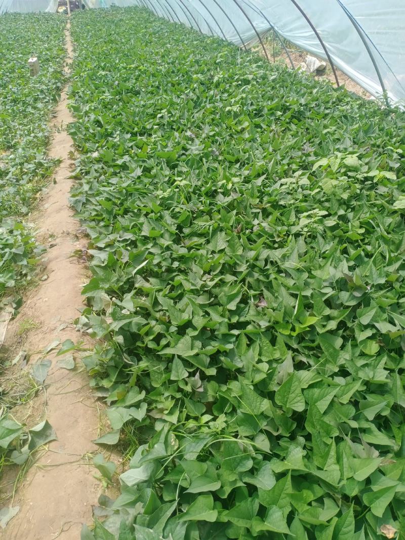 脱毒西瓜红红薯苗大量出售日供苗200万株以上