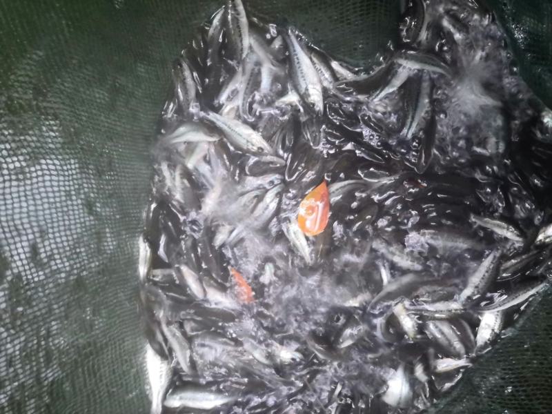 加州鲈鱼苗快大良种活力好欢迎选购提供技术指导
