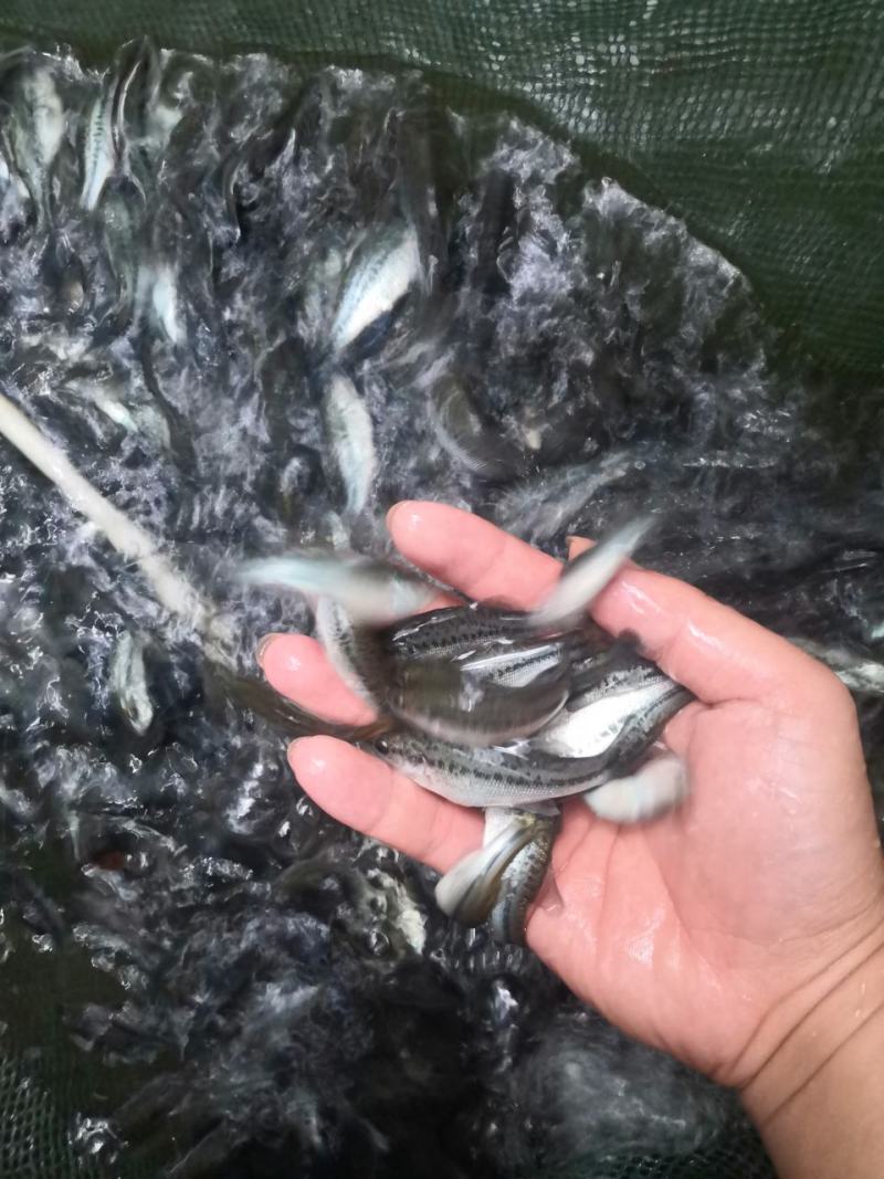 加州鲈鱼苗快大良种活力好欢迎选购提供技术指导